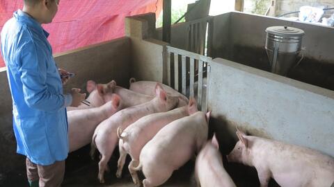 Hướng dẫn kỹ thuật: Kiểm soát bệnh lý hô hấp trên đàn lợn