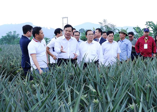 Bộ trưởng Nguyễn Xuân Cường dẫn đoàn đại biểu dự Hội nghị Bộ trưởng Nông lâm nghiệp ASEAN lần thứ 40 đi thăm mô hình trồng dứa tại Ninh Bình