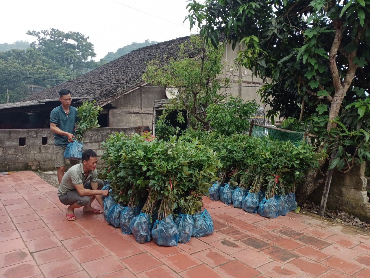 Nông dân tiếp nhận cây Hồi giống để triển khai thực hiện mô hình trồng Hồi ghép theo hướng hữu cơ phục vụ chế biến và xuất khẩu.jpg