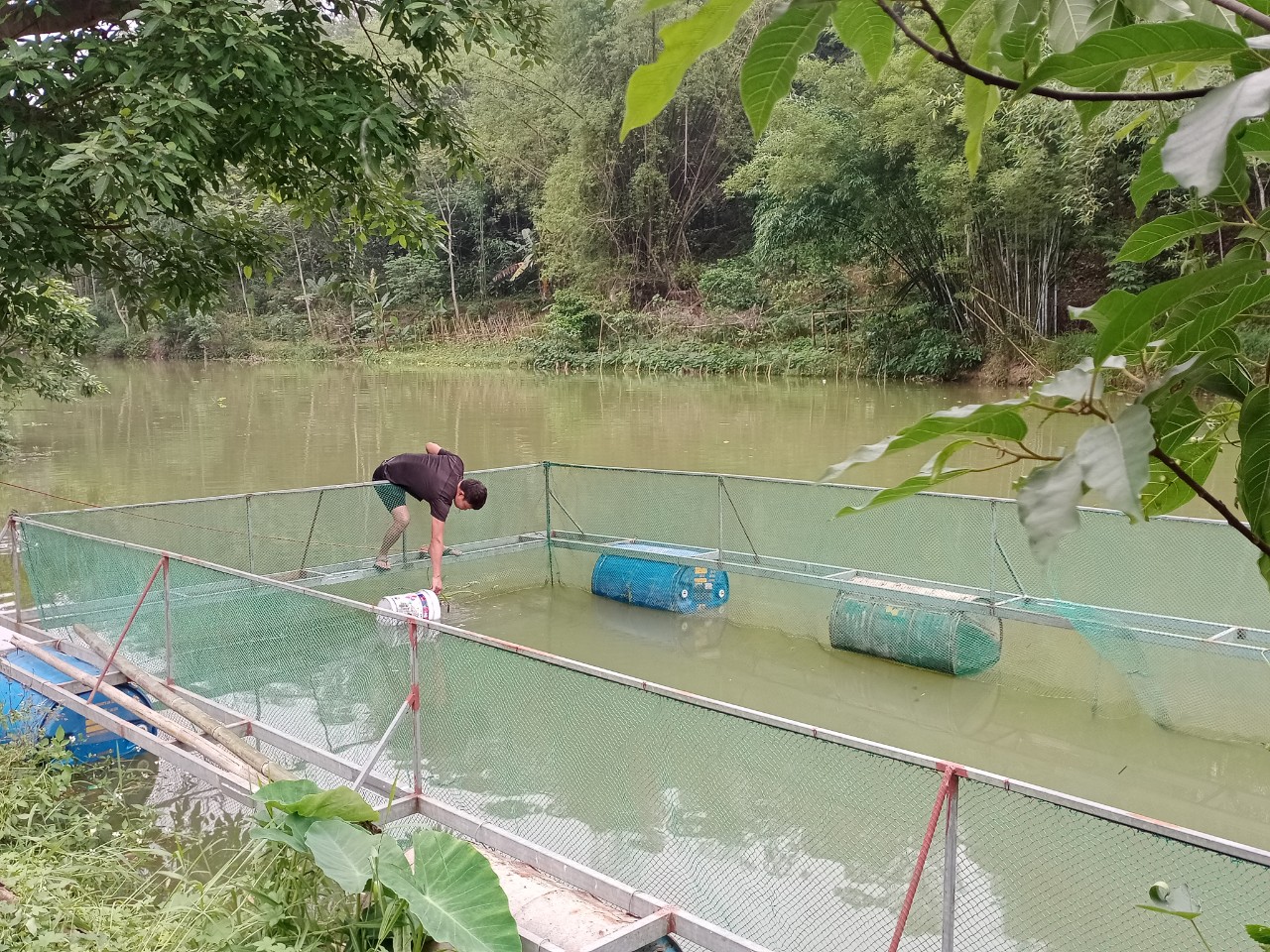 Nông dân thả cá giống vào lồng bè nuôi theo kỹ thuật đã được hướng dẫn