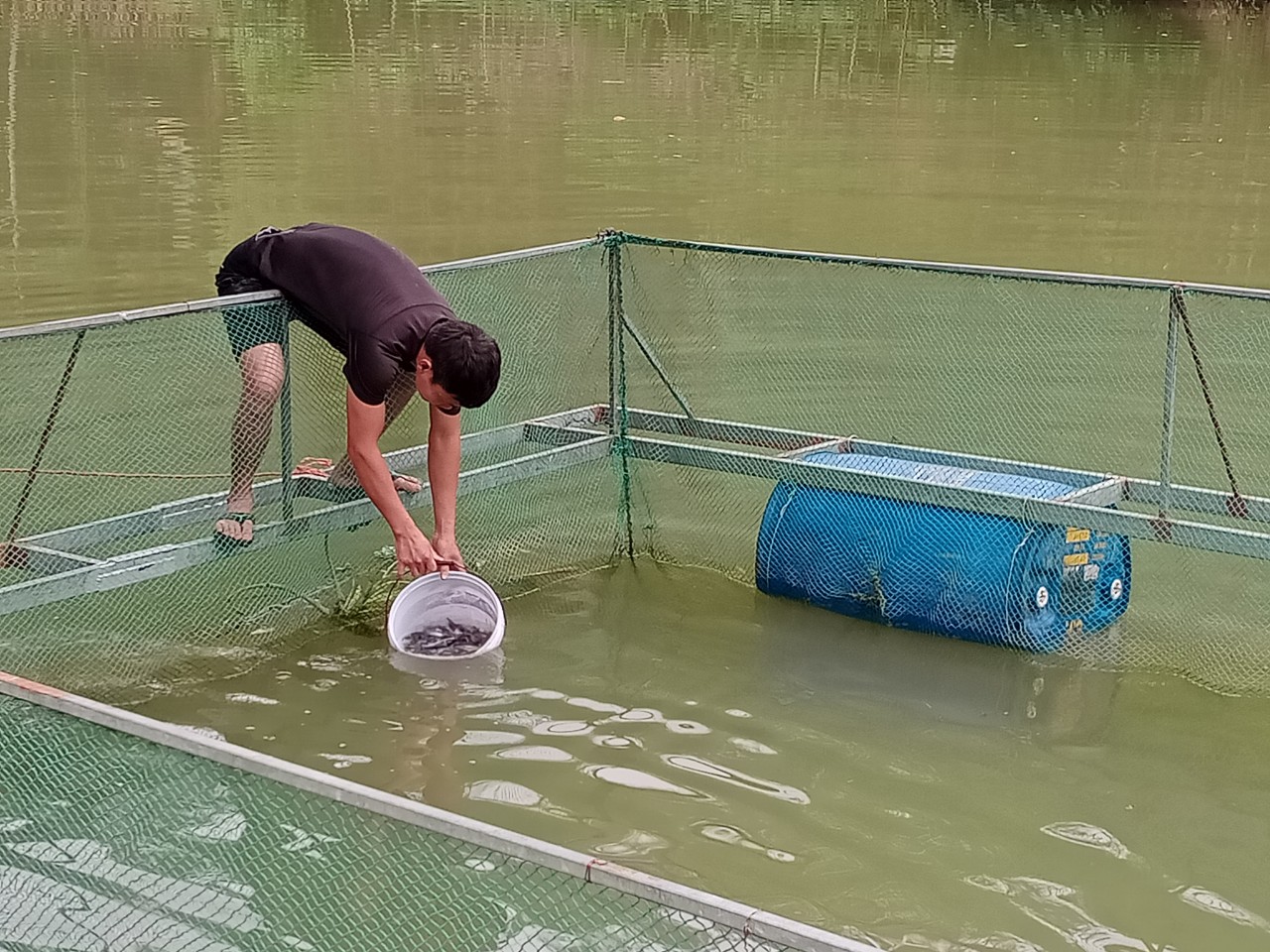 Nông dân thả cá giống vào lồng bè nuôi theo kỹ thuật đã được hướng dẫn