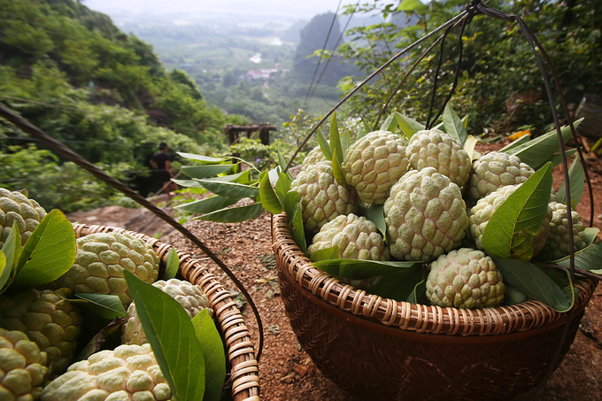 Na Láº¡ng SÆ¡n xuá»ng nÃºi