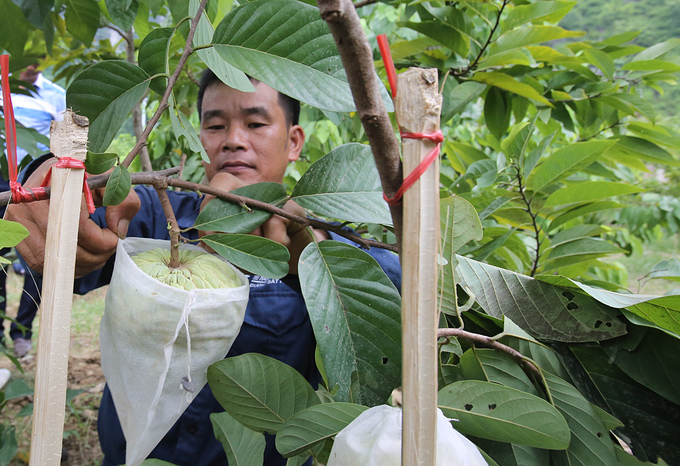 Giá»ng na cho quáº£ khá»ng lá» á» Láº¡ng SÆ¡n